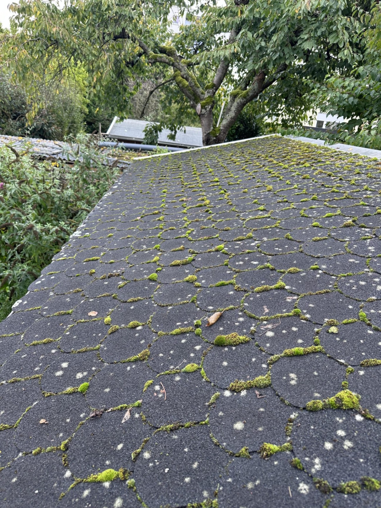 Verschmutztes Dach mit Moos und Ablagerungen