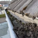 Stark verschmutzte Dachrinne mit Moos, Schlamm und stehendem Wasser – Gefahr für Gebäude